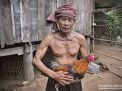rooster breeder